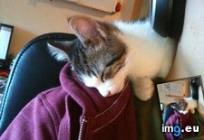Tags: cat, cats, special (Pict. in My r/CATS favs)