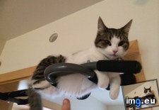 Tags: cat, cats, special (Pict. in My r/CATS favs)