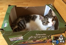 Tags: cat, cats, special (Pict. in My r/CATS favs)