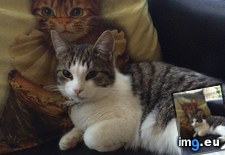 Tags: cat, cats, special (Pict. in My r/CATS favs)
