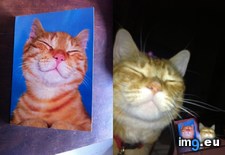 Tags: cats, nailed (Pict. in My r/CATS favs)