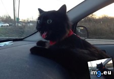 Tags: car, cats, needless, rides (Pict. in My r/CATS favs)