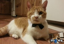 Tags: bow, cats, dapper, newton, tie (Pict. in My r/CATS favs)
