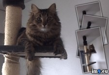 Tags: cats, gif, nikolai, stalking (GIF in My r/CATS favs)