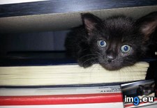 Tags: bookshelf, cats, complete, curious, kitten (Pict. in My r/CATS favs)