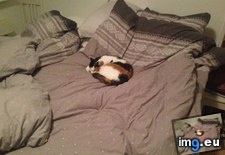 Tags: can, cats, floor, problem, sleep (Pict. in My r/CATS favs)