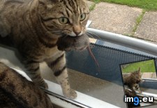 Tags: cats, rubix (Pict. in My r/CATS favs)