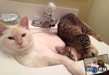 Tags: cats, room, two (Pict. in My r/CATS favs)