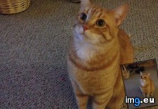 Tags: cats, nug (Pict. in My r/CATS favs)