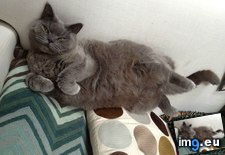 Tags: cats, chilling, magnificent, way (Pict. in My r/CATS favs)