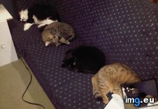Tags: cats, couch, day, did, long, sit, unfortunate, work, you (Pict. in My r/CATS favs)