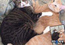 Tags: cats, interrupting (Pict. in My r/CATS favs)