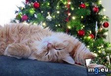 Tags: cats, christmas, one, pose, tree (Pict. in My r/CATS favs)