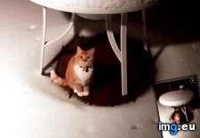 Tags: cats (Pict. in My r/CATS favs)