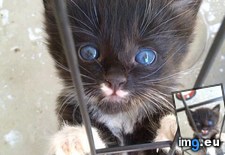 Tags: abandoned, cats, caught, escape, kittens, one, orphaned, playpen (Pict. in My r/CATS favs)