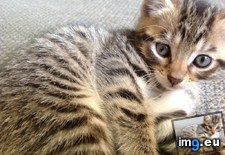 Tags: cats, kittens, one (Pict. in My r/CATS favs)