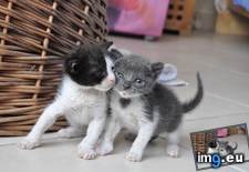 Tags: adopted, ago, cats, die, dumpster, friends, kittens, left, one, raised, year (Pict. in My r/CATS favs)