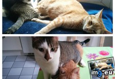 Tags: cats, change, one, year (Pict. in My r/CATS favs)
