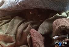 Tags: burmese, burrowed, caster, cats, clothes, cold, dryer, fan, fresh (Pict. in My r/CATS favs)