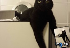 Tags: cat, cats, chills (Pict. in My r/CATS favs)