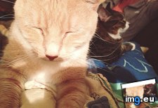 Tags: are, cats, cute, our (Pict. in My r/CATS favs)