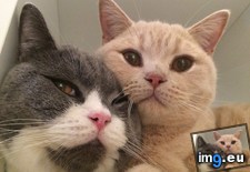 Tags: cats (Pict. in My r/CATS favs)
