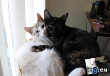 Tags: cats, interracial, kittens, lover (Pict. in My r/CATS favs)