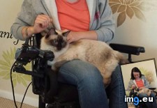 Tags: adorable, cats, fianc, jumps, kitty, lap, wheelchair (Pict. in My r/CATS favs)