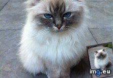 Tags: afraid, birman, cats, gave, litter, runt, scared, timid, was (Pict. in My r/CATS favs)