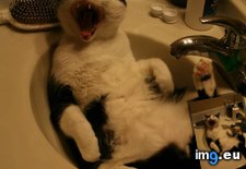 Tags: cats, lyle (Pict. in My r/CATS favs)