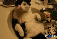 Tags: cats, lyle (Pict. in My r/CATS favs)