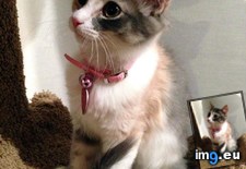 Tags: blossomed, cats, kitten, runty (Pict. in My r/CATS favs)