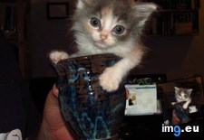 Tags: blossomed, cats, kitten, runty (Pict. in My r/CATS favs)