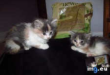 Tags: blossomed, cats, kitten, runty (Pict. in My r/CATS favs)