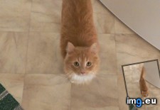Tags: are, cats, kitchen, owner, see, you (Pict. in My r/CATS favs)