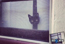 Tags: cat, cats, house, leave, neighbors, peekaboo, time (Pict. in My r/CATS favs)