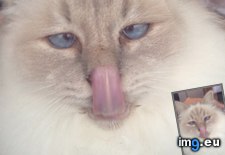 Tags: cat, cats, moment, perfect, picture (Pict. in My r/CATS favs)