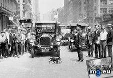 Tags: can, carry, cats, kitten, mama, new, officer, police, road, stops, traffic, york (Pict. in My r/CATS favs)