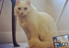 Tags: cats, get, picture, sitting (Pict. in My r/CATS favs)