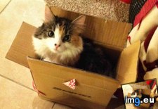 Tags: activity, cats, favorite, gifts, opening, puffy (Pict. in My r/CATS favs)