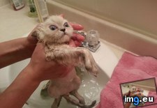 Tags: bath, cats, impressed, not, pumpkin, was (Pict. in My r/CATS favs)