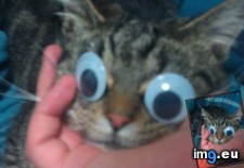 Tags: cat, cats, eyes, googly, hilarious, put (Pict. in My r/CATS favs)