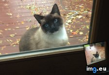 Tags: cats, let, playing, quit (Pict. in My r/CATS favs)
