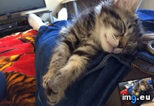 Tags: asleep, cats, fell, finally, hour, kitten, position, rambunctious, stuck (Pict. in My r/CATS favs)