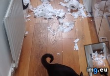 Tags: cats, rascals (Pict. in My r/CATS favs)