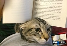 Tags: cats, reading (Pict. in My r/CATS favs)
