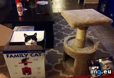 Tags: cats (Pict. in My r/CATS favs)