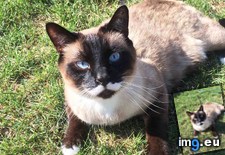 Tags: cats, manchu, meet (Pict. in My r/CATS favs)