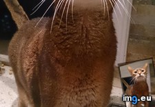 Tags: abyssinian, cat, cats, gorgeous, meet, riley (Pict. in My r/CATS favs)