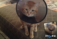 Tags: cats, infection, meet, protozoan, reported, waffles (Pict. in My r/CATS favs)